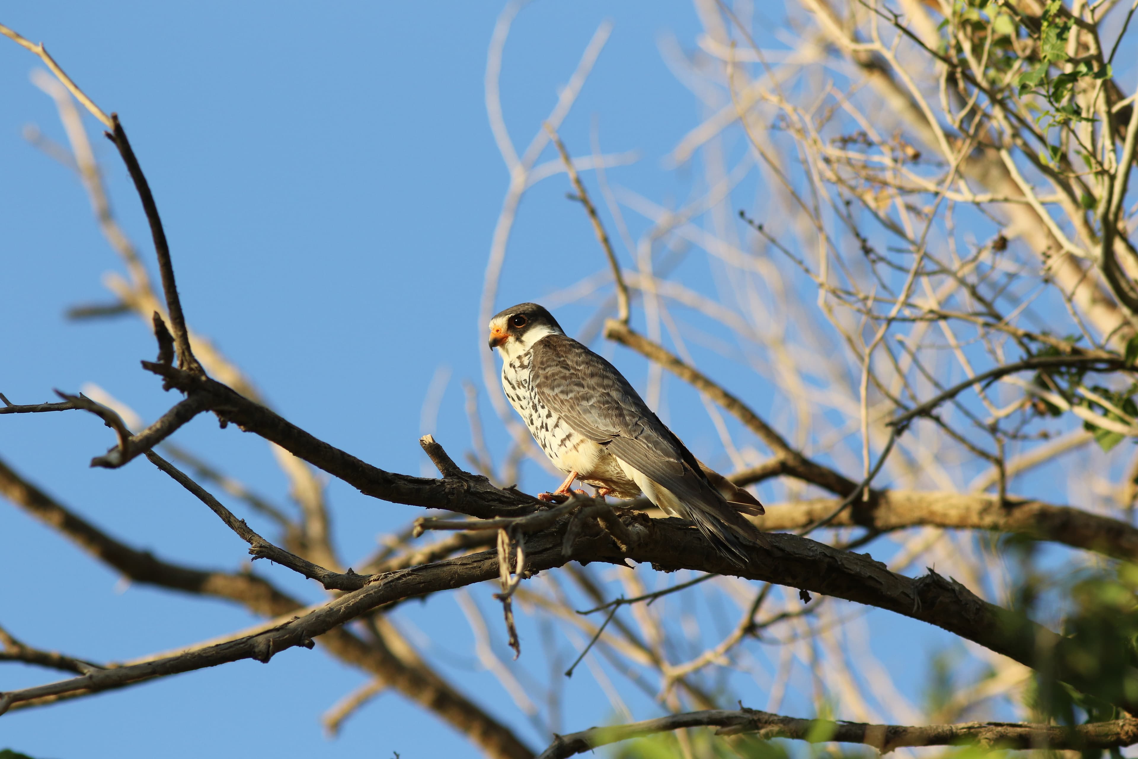 Amur Falcon