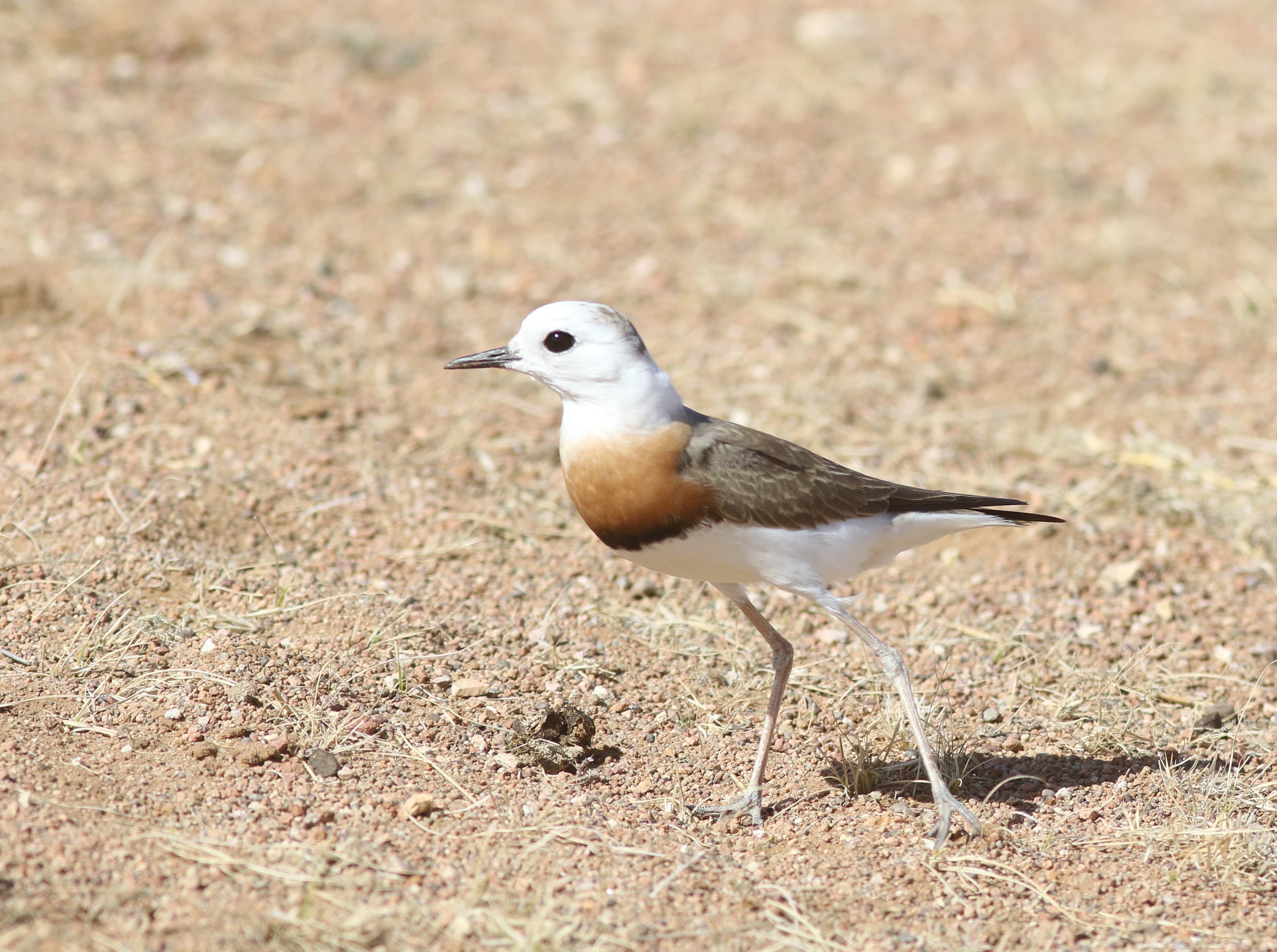 Oriental Plover