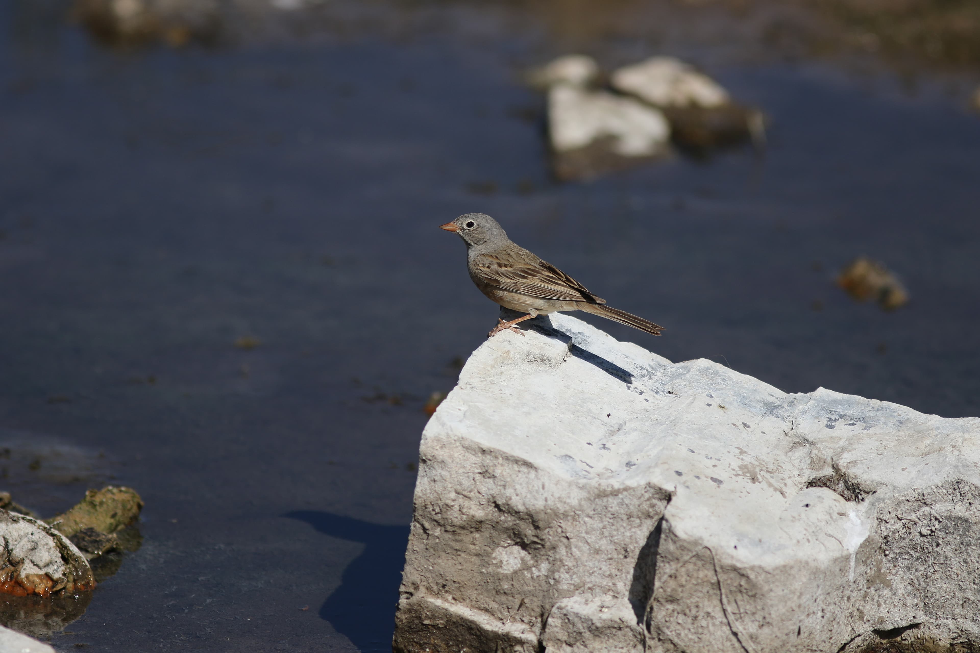 Ortolan Bunting