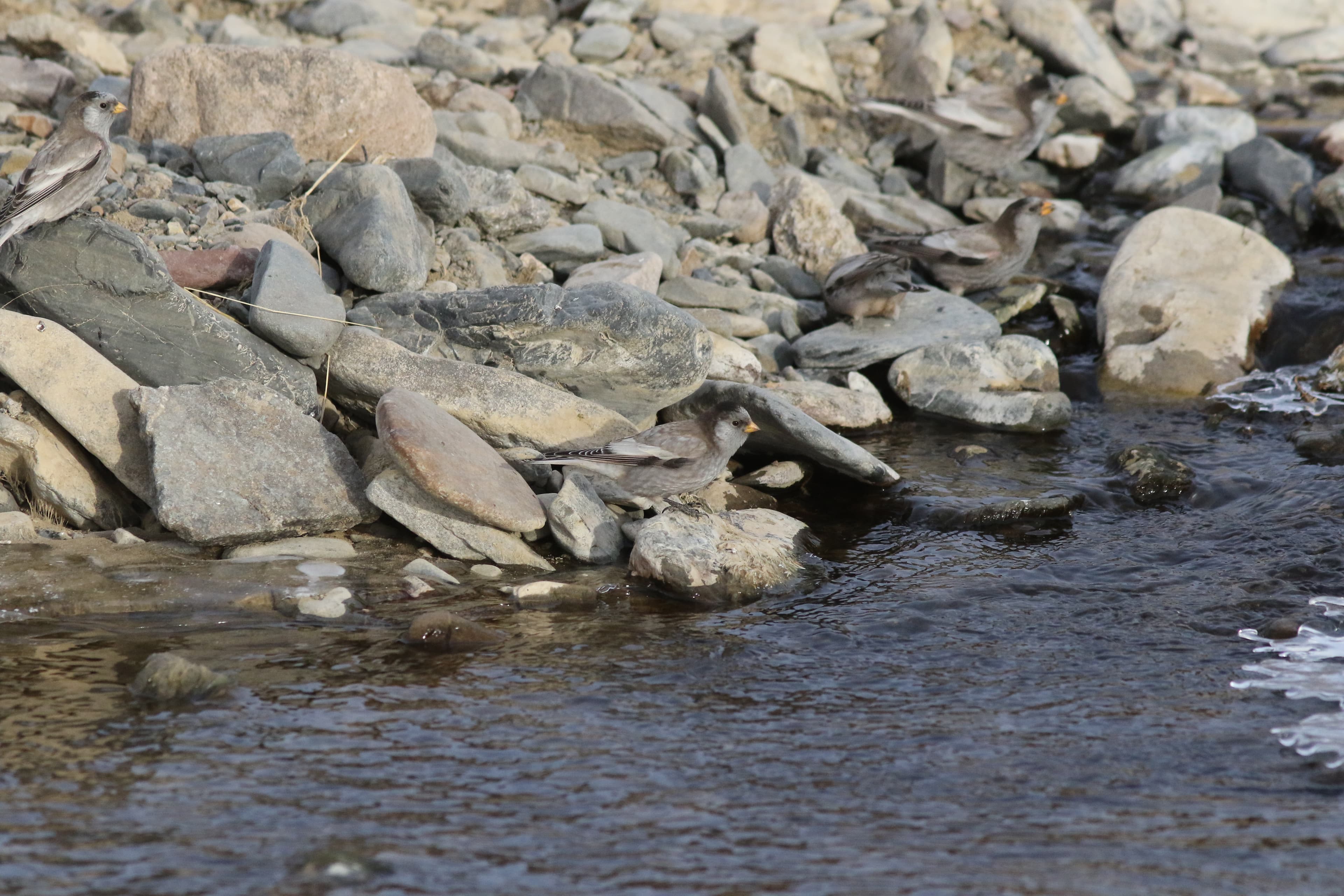Black-headed Mountain Finch