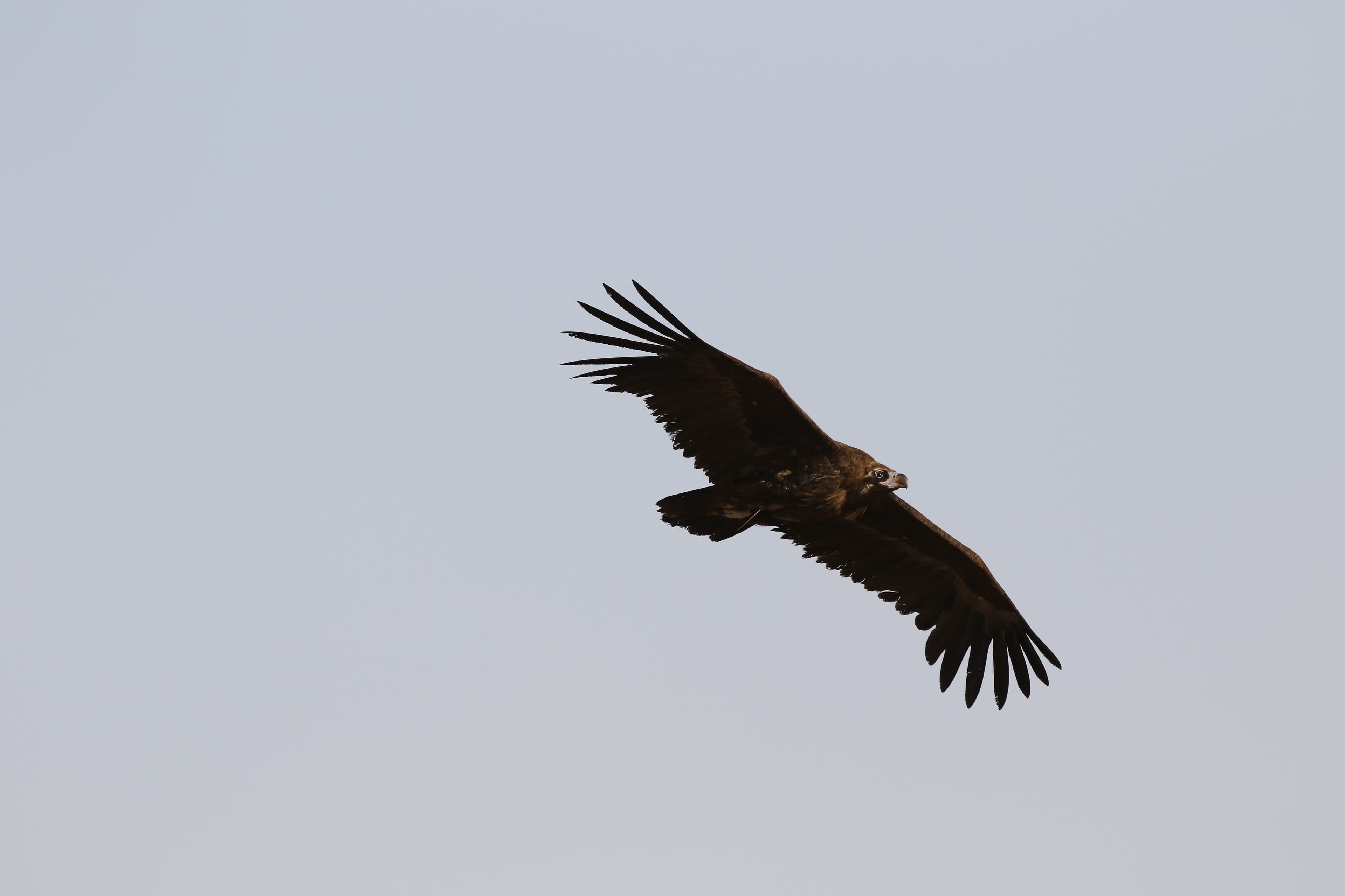 Cinereous vulture