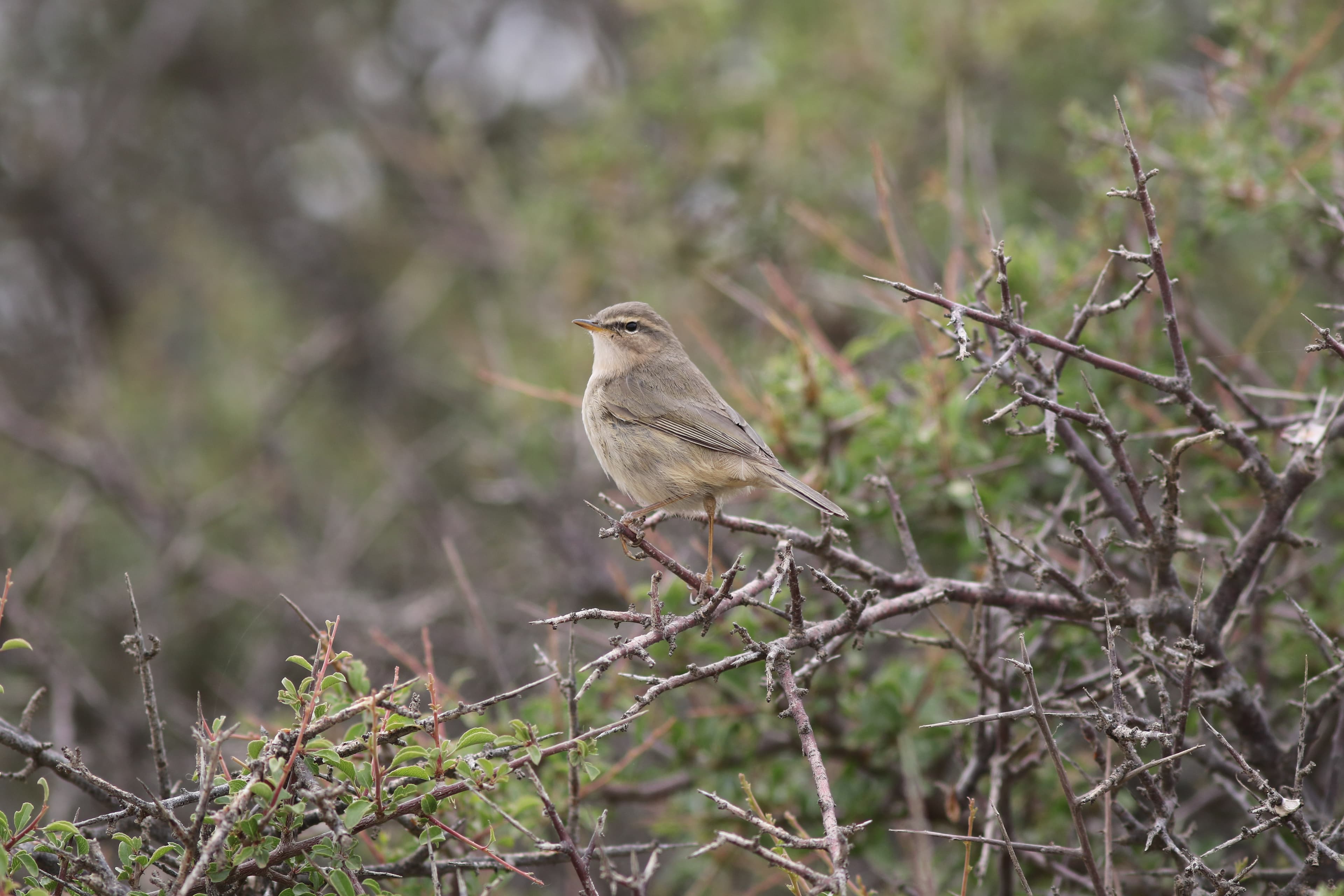 Dusky Warbler