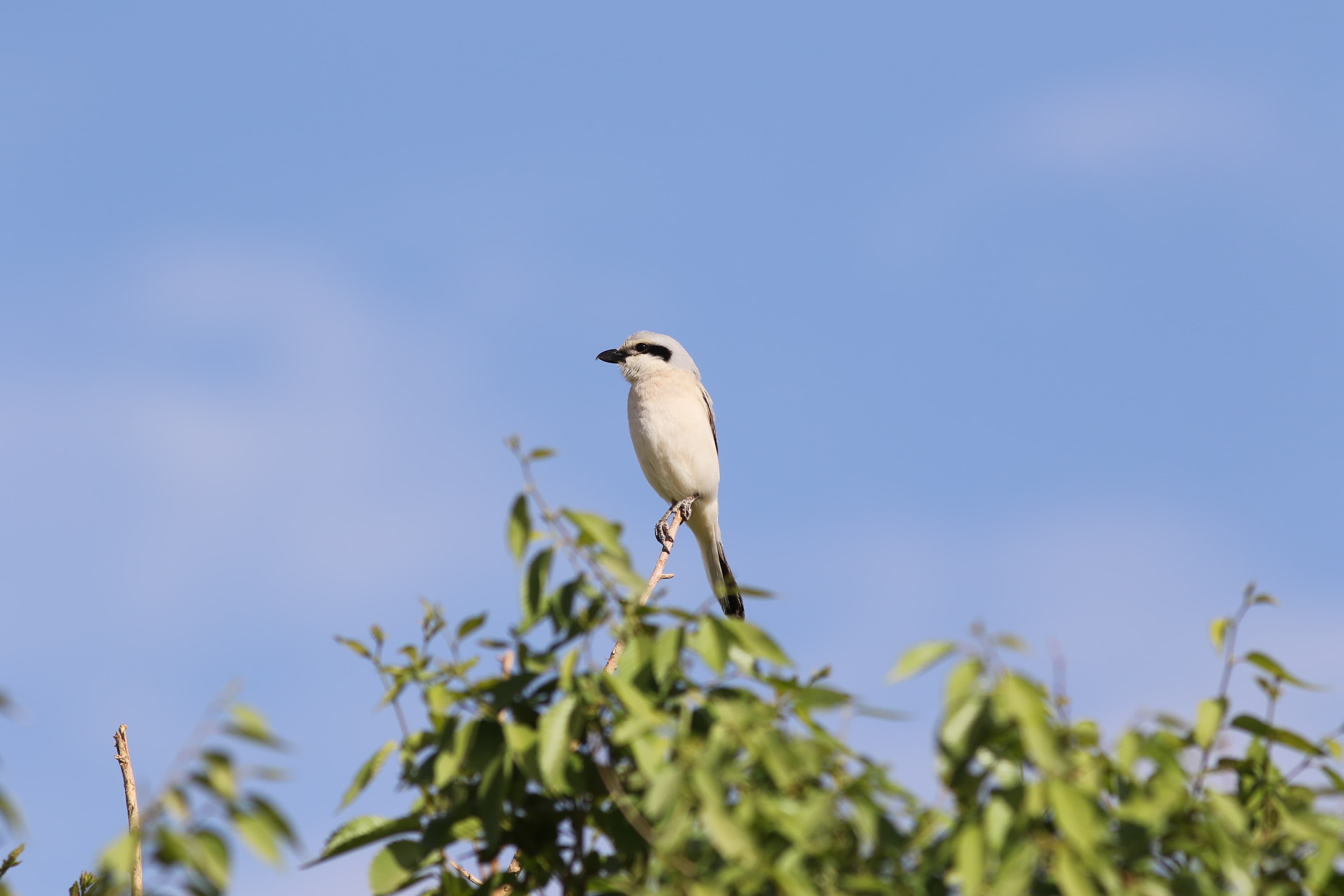 Great Grey Shrike