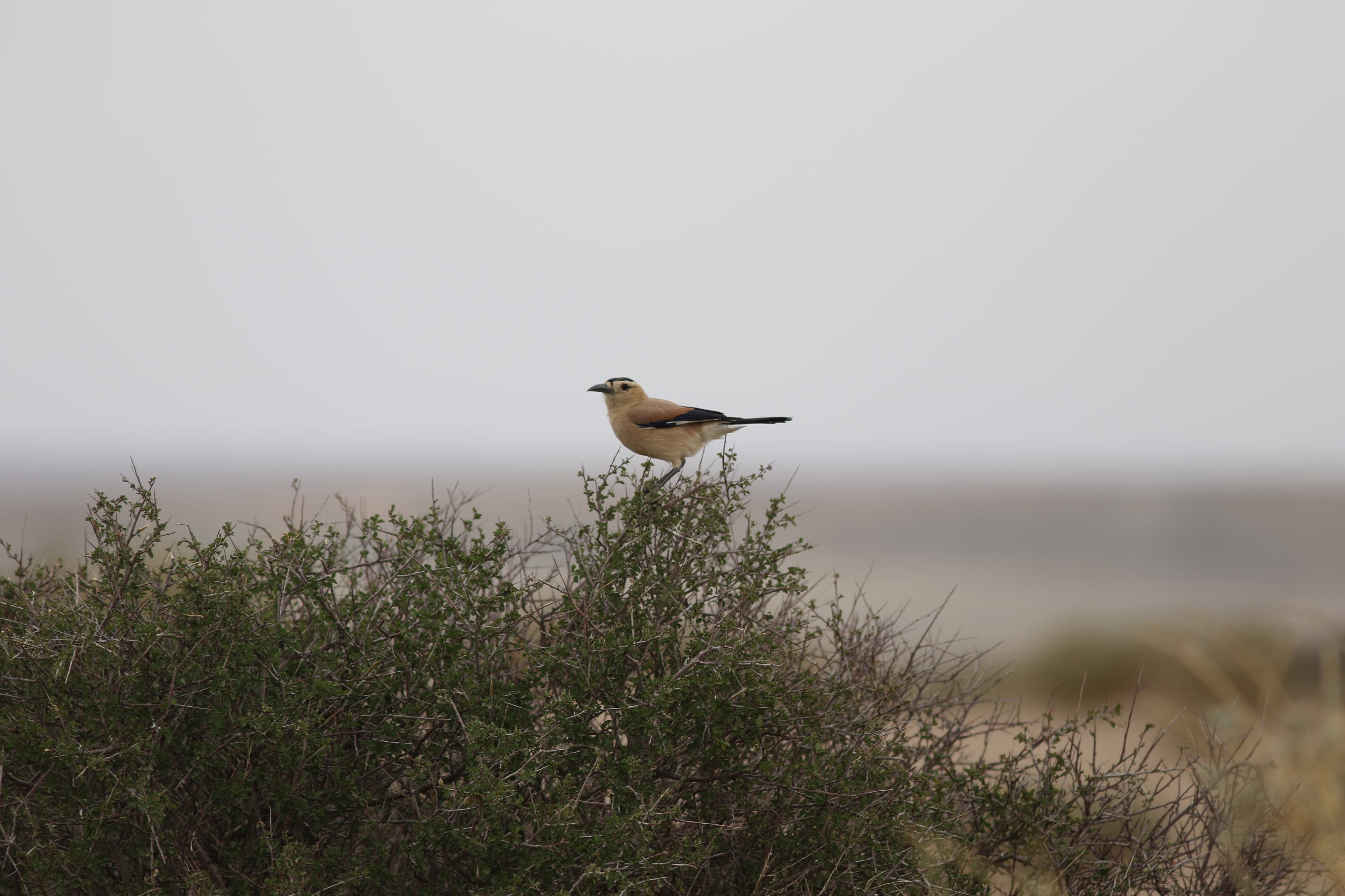 Mongolian Ground Jay