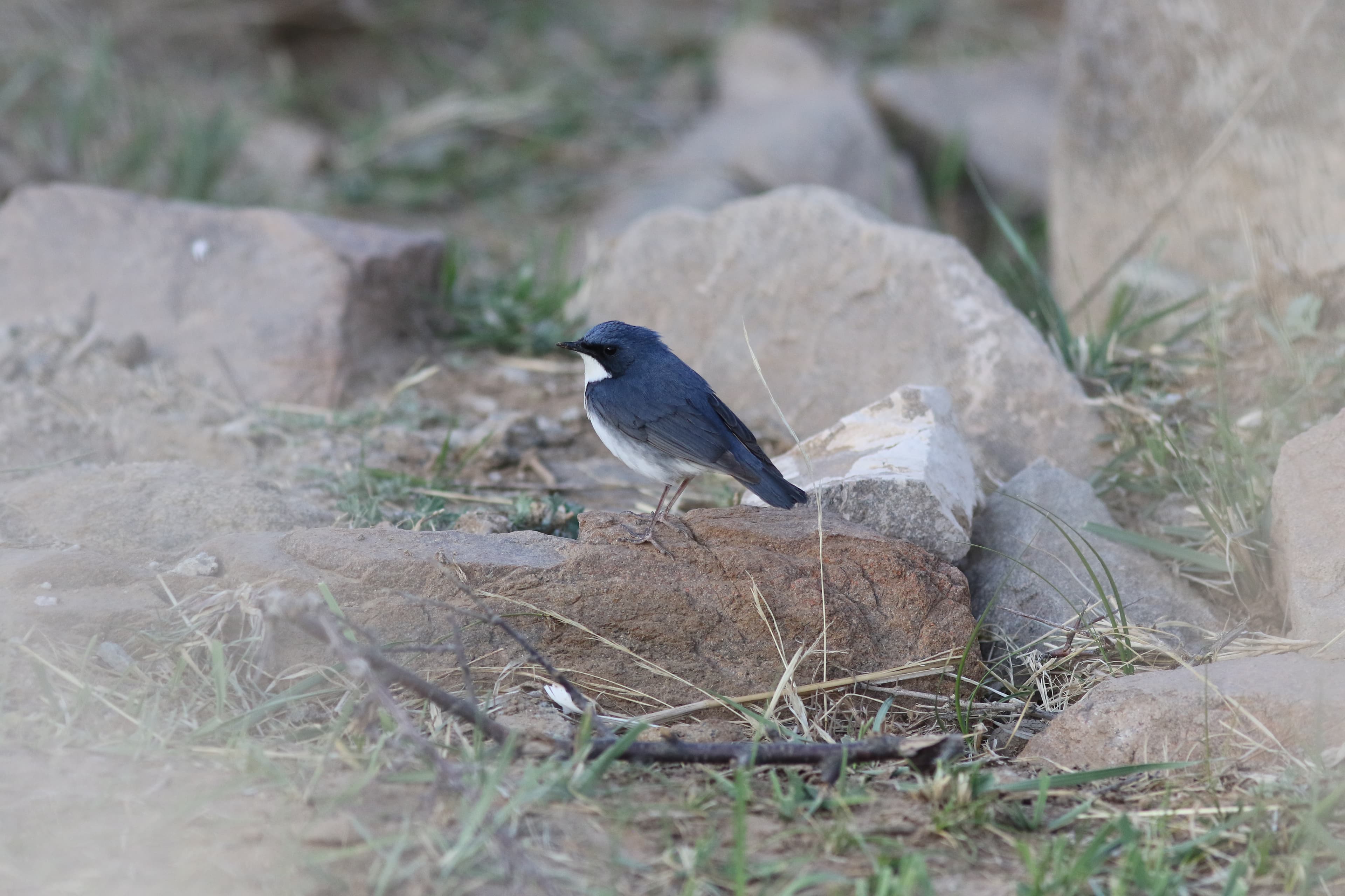 Siberian Blue Robin