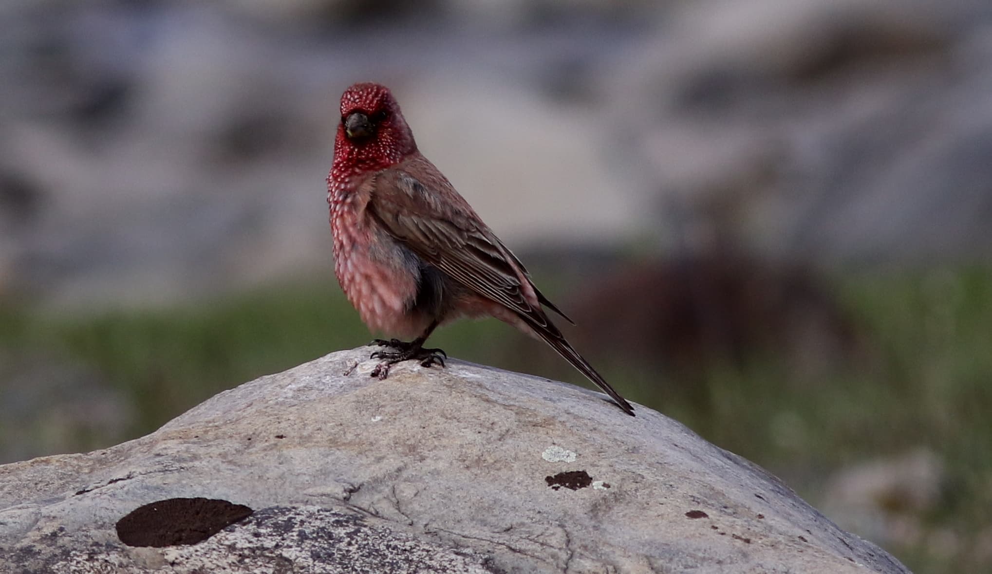 Great Rosefinch