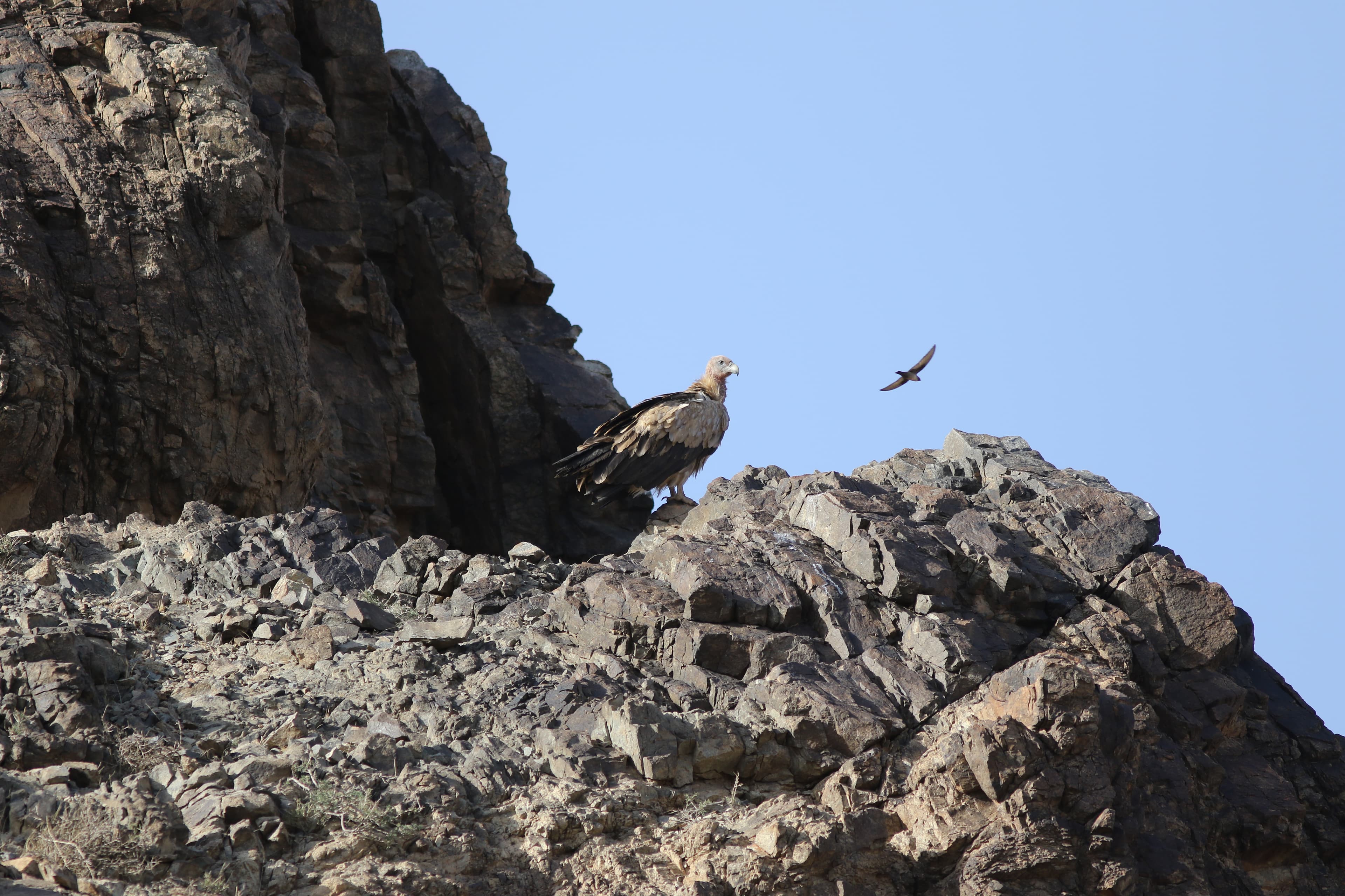 Himalayan Vulture