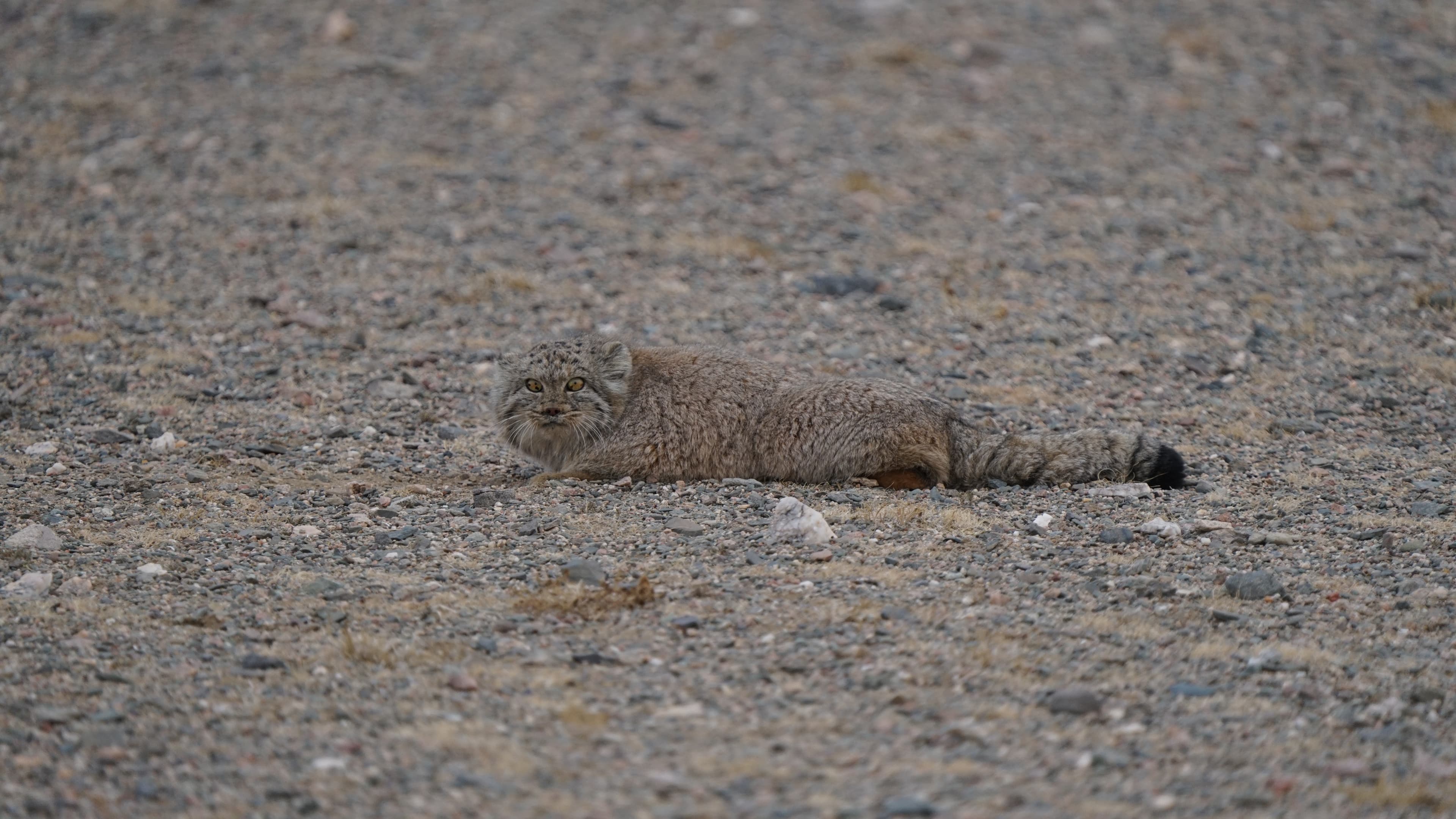 Pallas's Cat